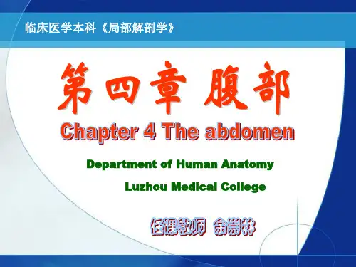 局部解剖腹部概述腹壁讲解