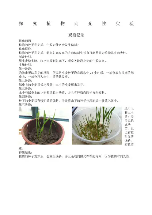 探究植物向光性实验