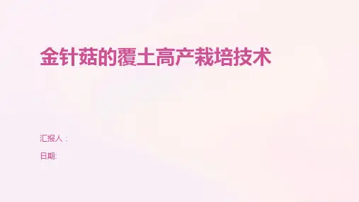 金针菇的覆土高产栽培技术