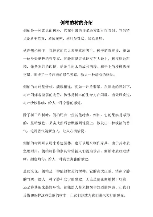 侧柏的树的介绍