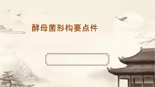 酵母菌形态结构要点课件