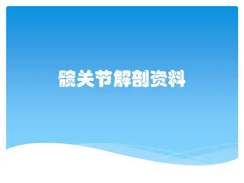 髋关节解剖资料