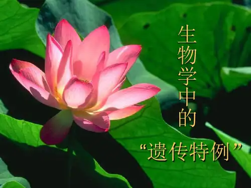 基因的互作