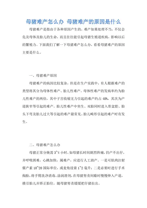 母猪难产怎么办 母猪难产的原因是什么