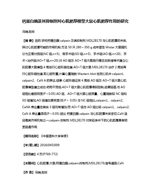 钙蛋白酶及其抑制剂对心肌肥厚模型大鼠心肌肥厚作用的研究