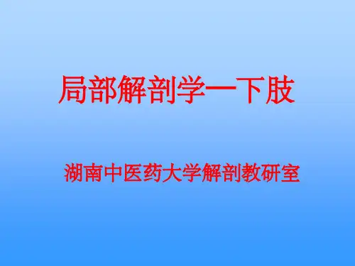 下肢-局部解剖