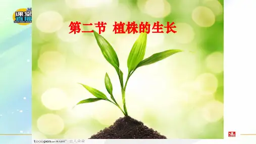 最新鲁科版五四制六年级生物下册优秀课件   3.2.2 植株的生长