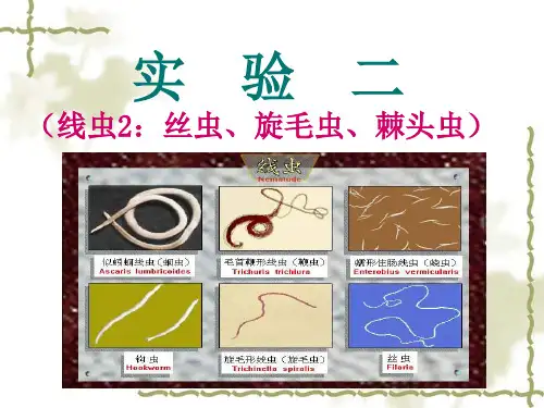 医本试验二丝虫旋毛虫棘头虫
