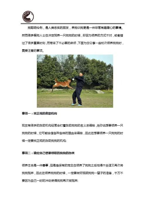 新手必备：领养狗狗需要注意什么