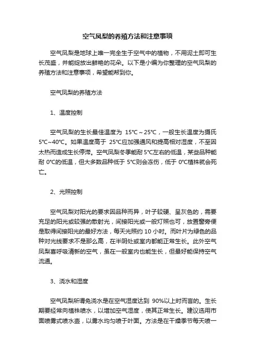 空气凤梨的养殖方法和注意事项