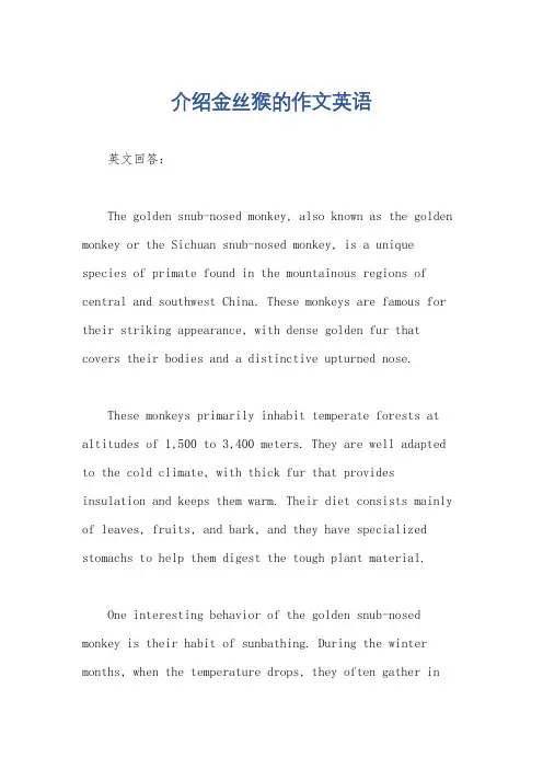 介绍金丝猴的作文英语