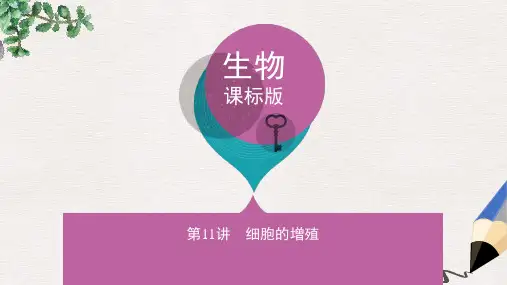 新课标高考生物一轮复习分子与细胞第4单元细胞的生命历程第11讲细胞的增殖课件必修1