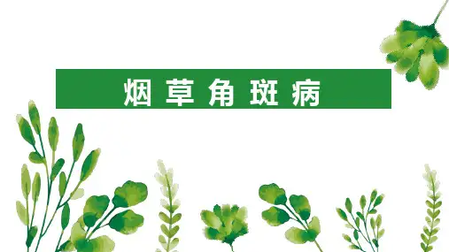烟草角斑病介绍及防治方法