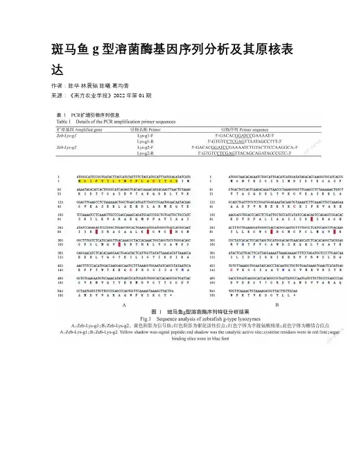 斑马鱼g型溶菌酶基因序列分析及其原核表达