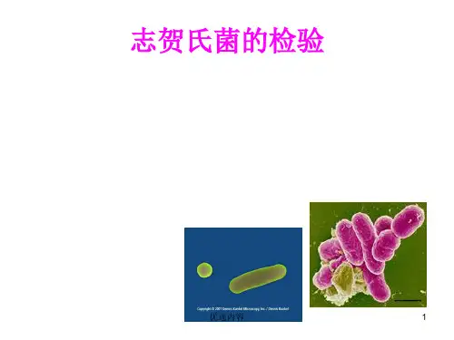 志贺氏菌的检验(特选材料)