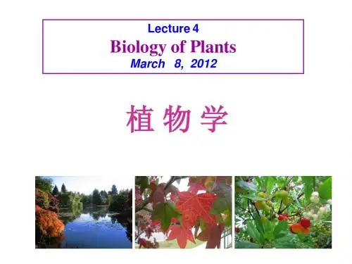 植物学4-组织ppt