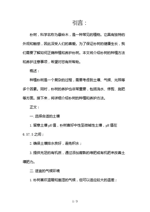 朴树怎么种朴树的养护方法和注意事项2024