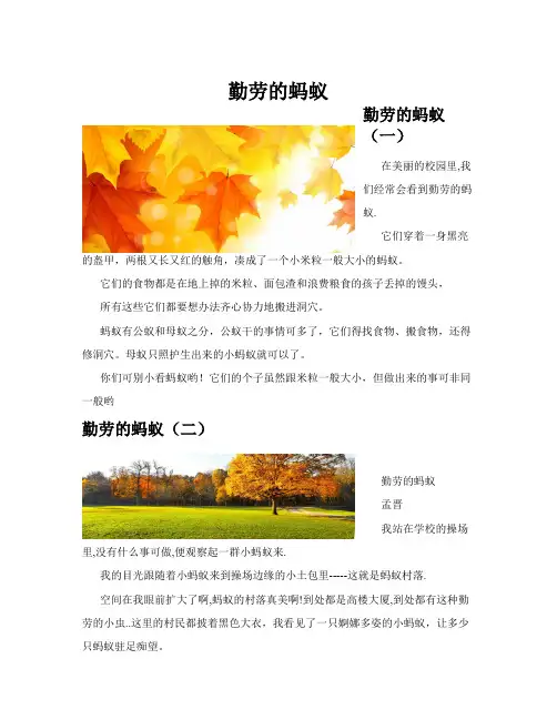 勤劳的蚂蚁(共10篇)