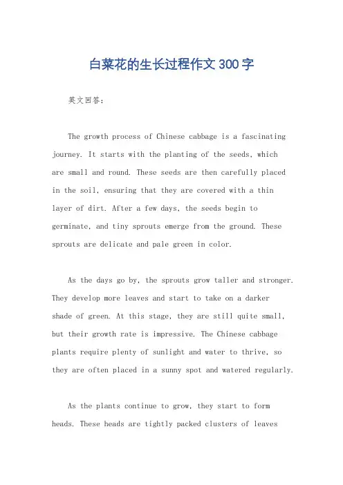 白菜花的生长过程作文300字
