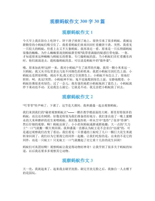观察蚂蚁作文300字30篇