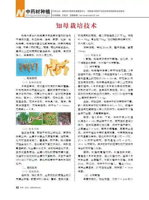 知母栽培技术