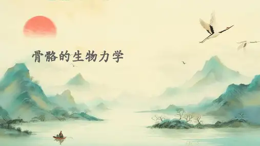 骨骼的生物力学