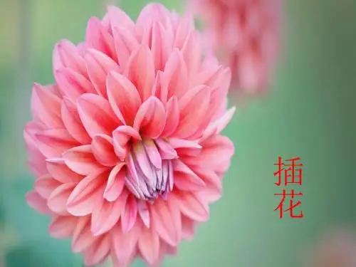 第三单云第1课插花