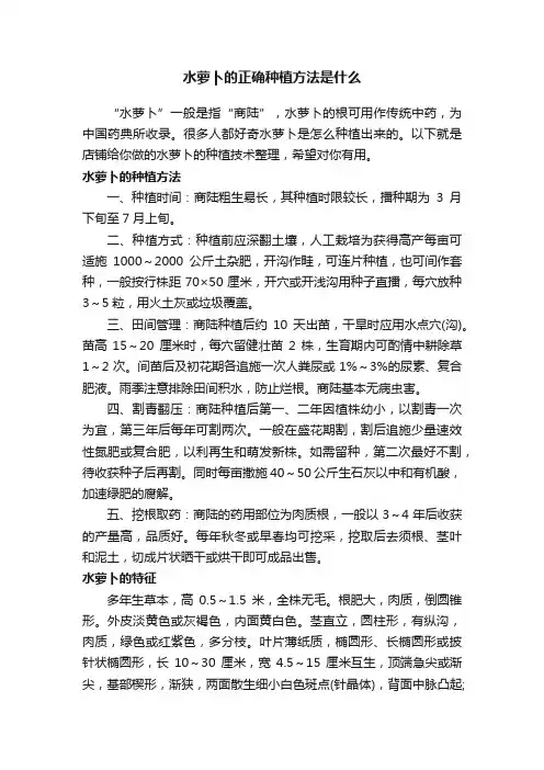 水萝卜的正确种植方法是什么