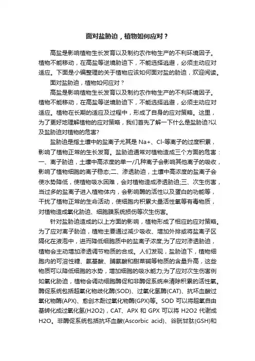 面对盐胁迫，植物如何应对？