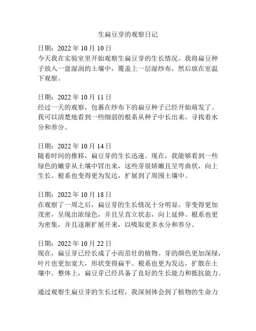 生扁豆芽的观察日记