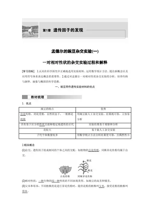 高中生物新教材必修第二册教案讲义：一对相对性状的杂交实验过程和解释
