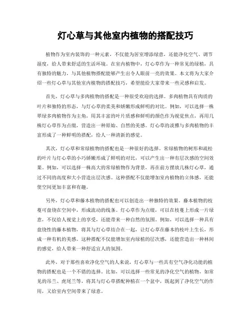 灯心草与其他室内植物的搭配技巧