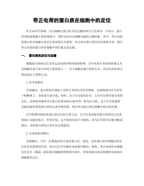 带正电荷的蛋白质在细胞中的定位
