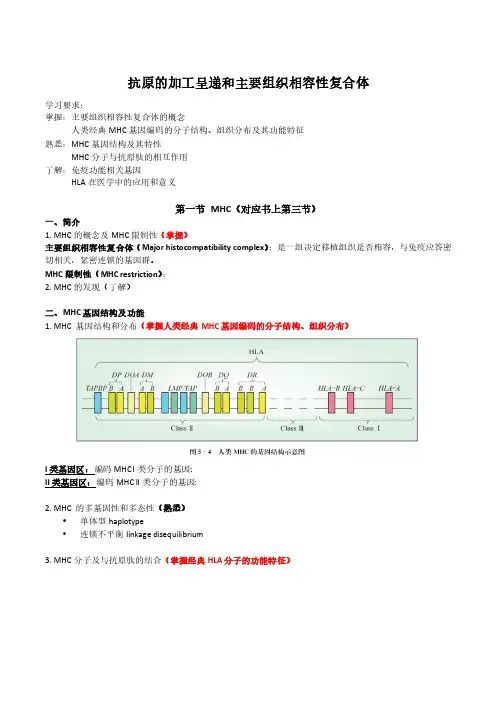 《免疫学期末复习讲义》6抗原的加工呈递和mhc