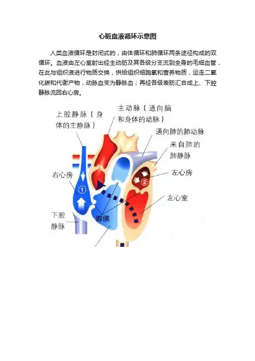 心脏血液循环示意图