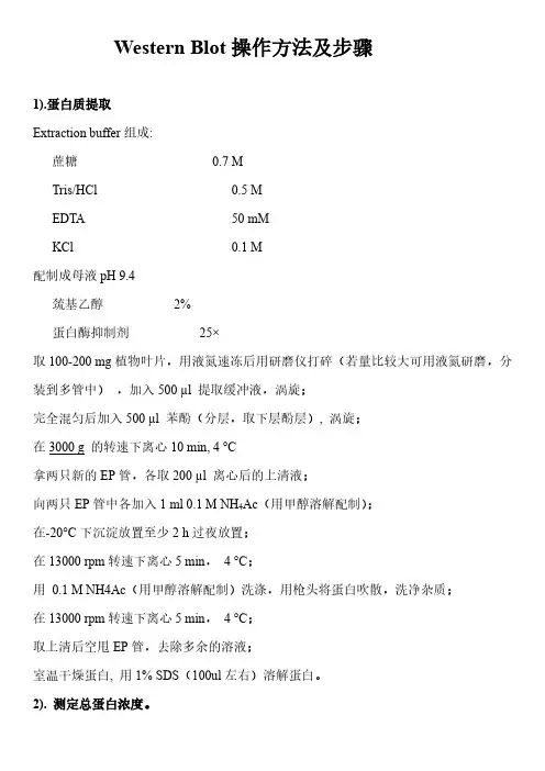Western Blotting操作步骤及说明