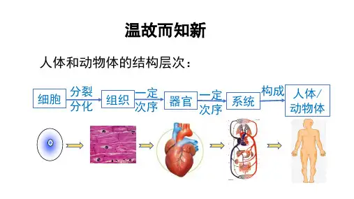 1.3.3植物体的结构层次课件(共22张PPT) 人教版生物七年级上册
