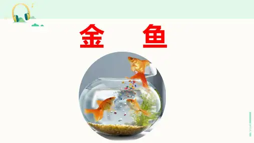 教科版科学三年级上册《金鱼》课件