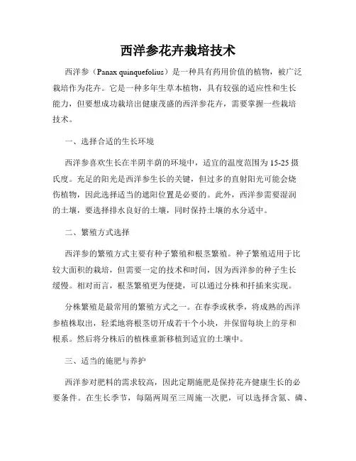 西洋参花卉栽培技术