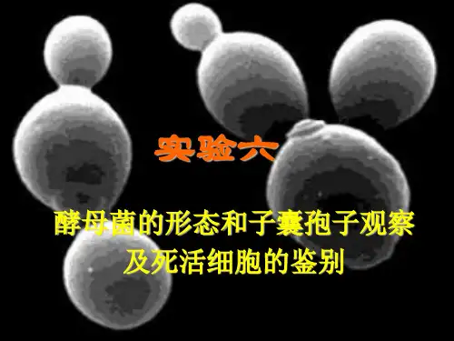 实验六 酵母菌的形态观察及死活细胞的鉴别