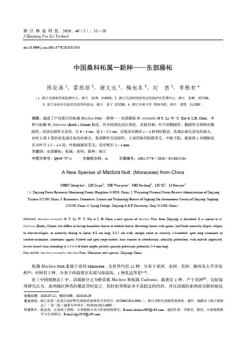 中国桑科柘属一新种——东部藤柘