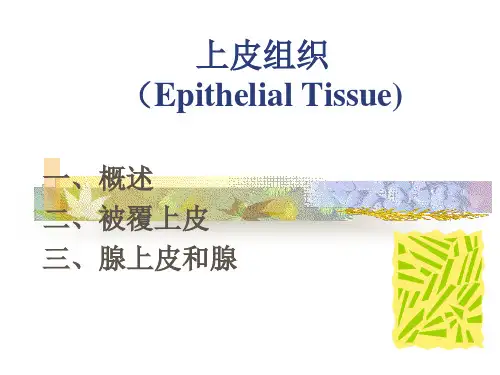 上皮组织-精品医学课件