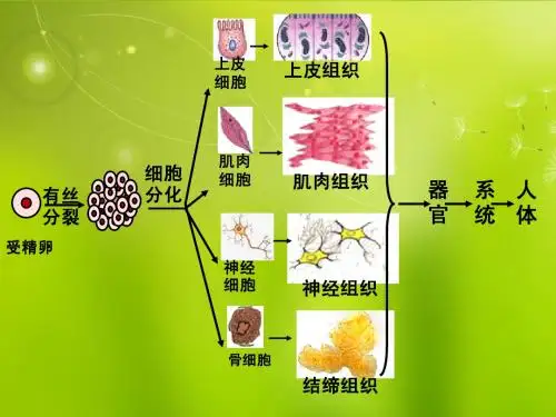 高中生物《第六章 第二节 细胞的分化》课件1 新人教版必修1