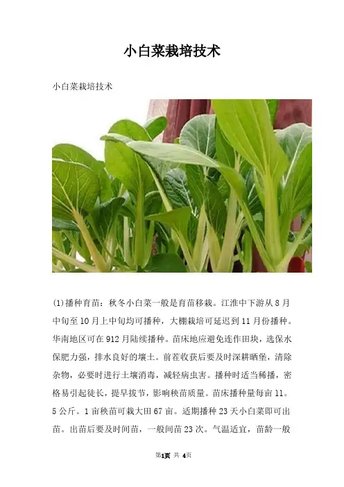 小白菜栽培技术