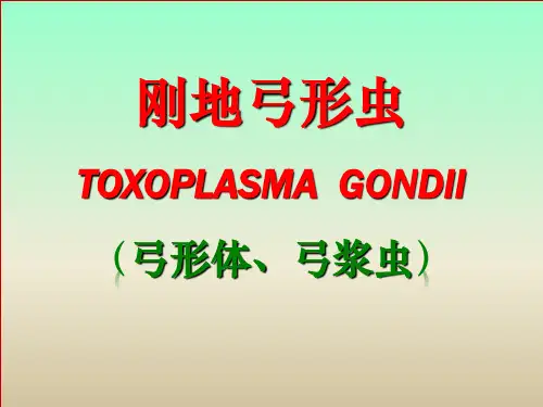弓形虫课件