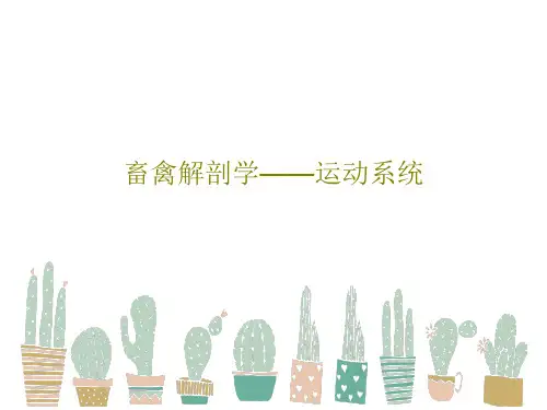 畜禽解剖学——运动系统共117页