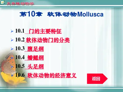 第10章软体动物门课件