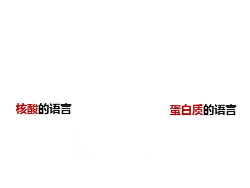 蛋白质翻译