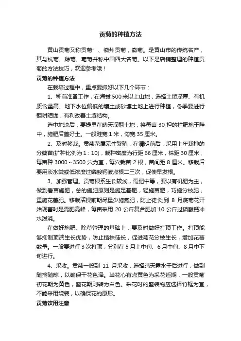 贡菊的种植方法