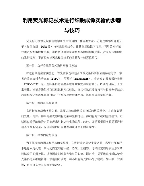 利用荧光标记技术进行细胞成像实验的步骤与技巧